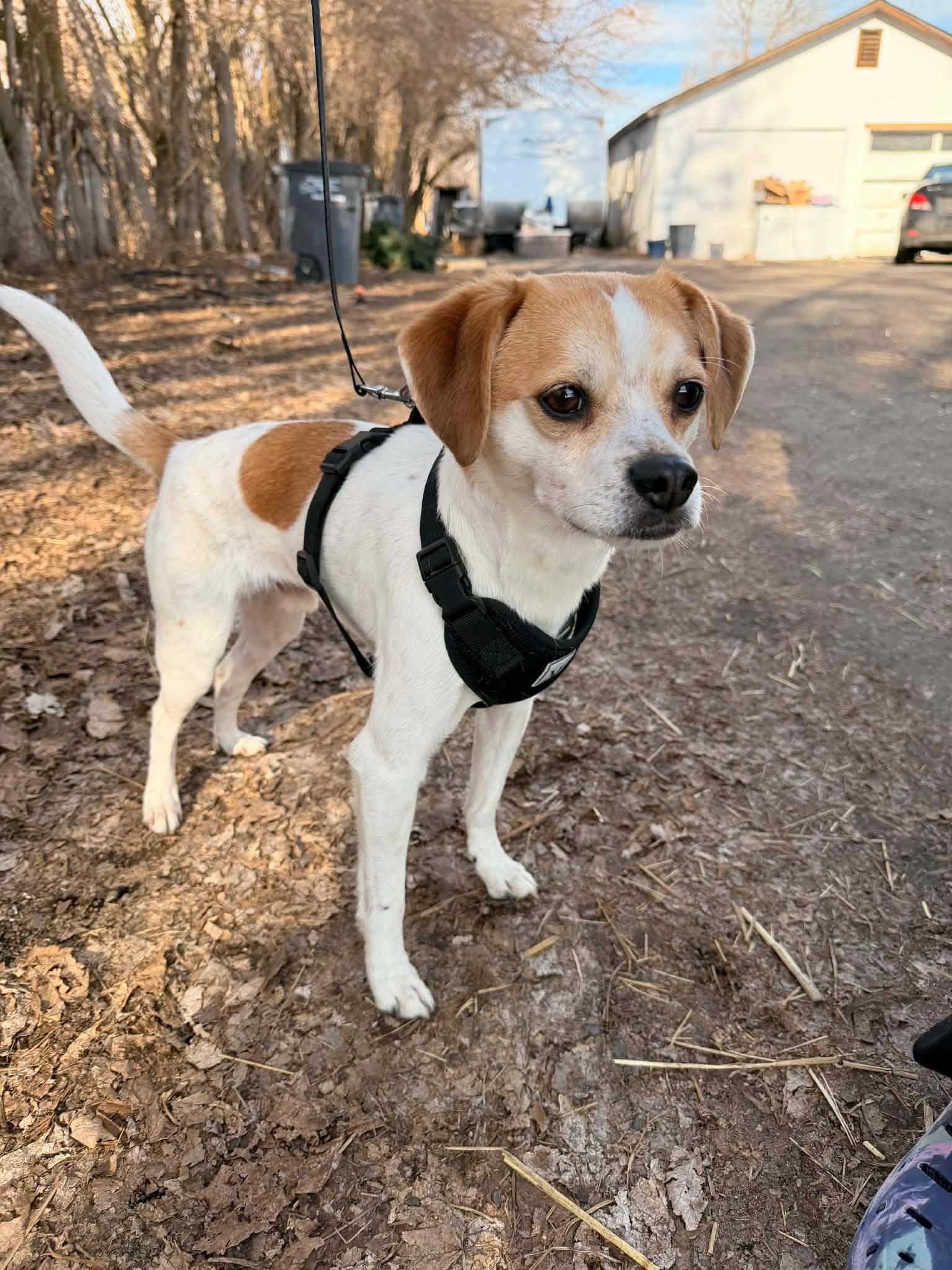 Toby, ADOPTABLE, Adult Male Beagle & Chihuahua.