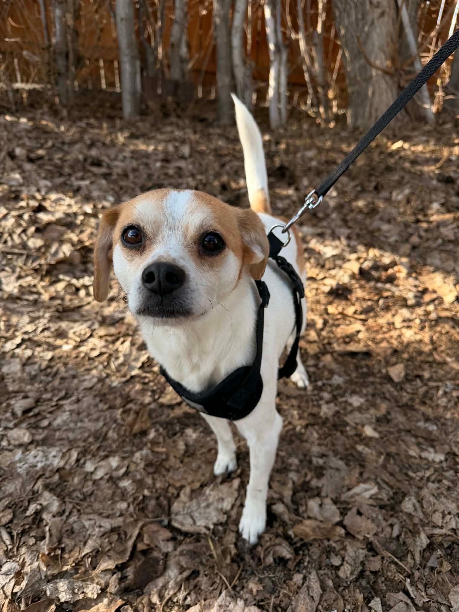 Enlarge Toby, a ADOPTABLE mixed breed in Ephrata, WA image 2/3
