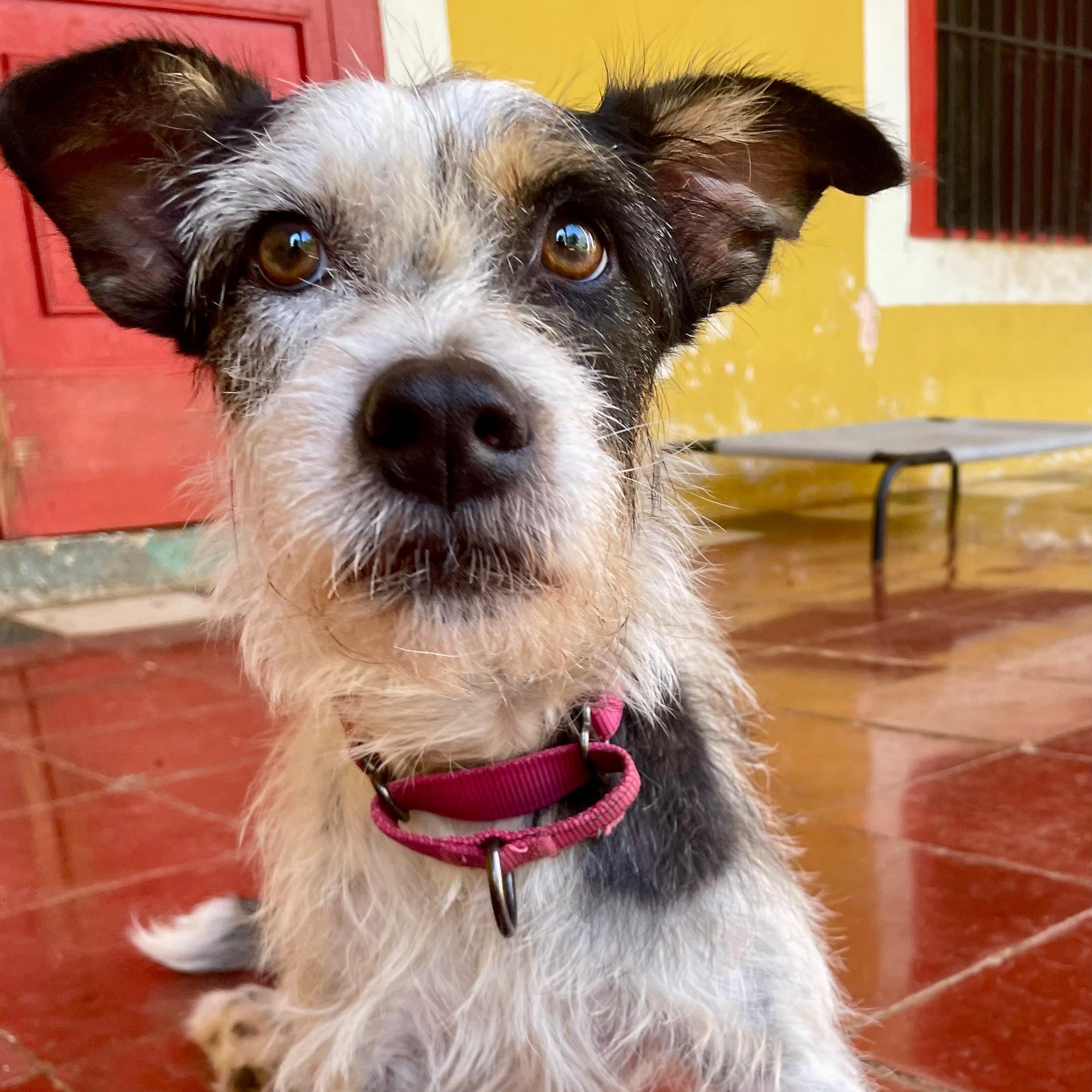 Vaquita (Foster-to-Adopt), ADOPTABLE, Adult Female Terrier.