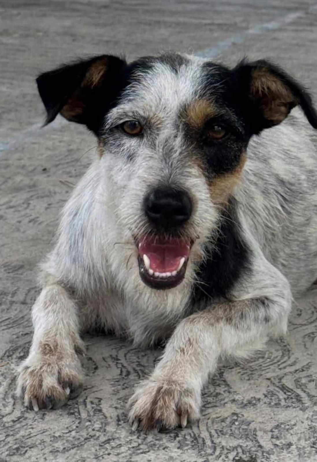 Enlarge Vaquita (Foster-to-Adopt), a ADOPTABLE mixed breed in Mississauga, ON image 5/5