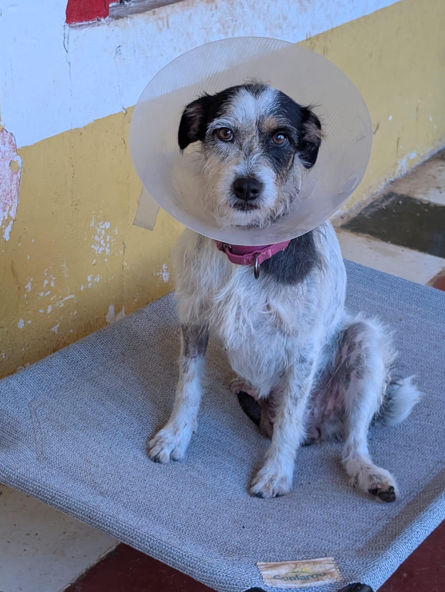 Enlarge Vaquita (Foster-to-Adopt), a ADOPTABLE mixed breed in Mississauga, ON image 4/5