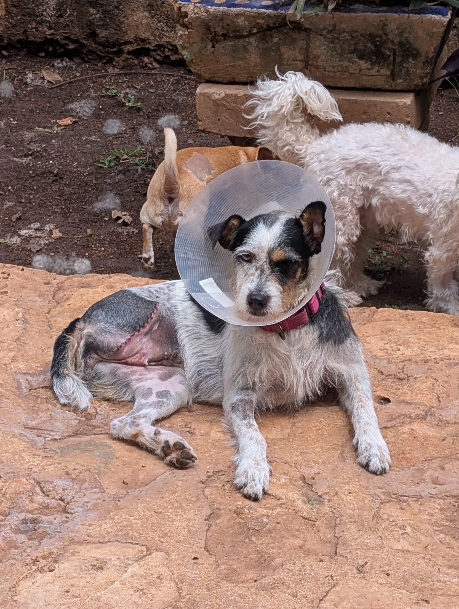 Enlarge Vaquita (Foster-to-Adopt), a ADOPTABLE mixed breed in Mississauga, ON image 2/5
