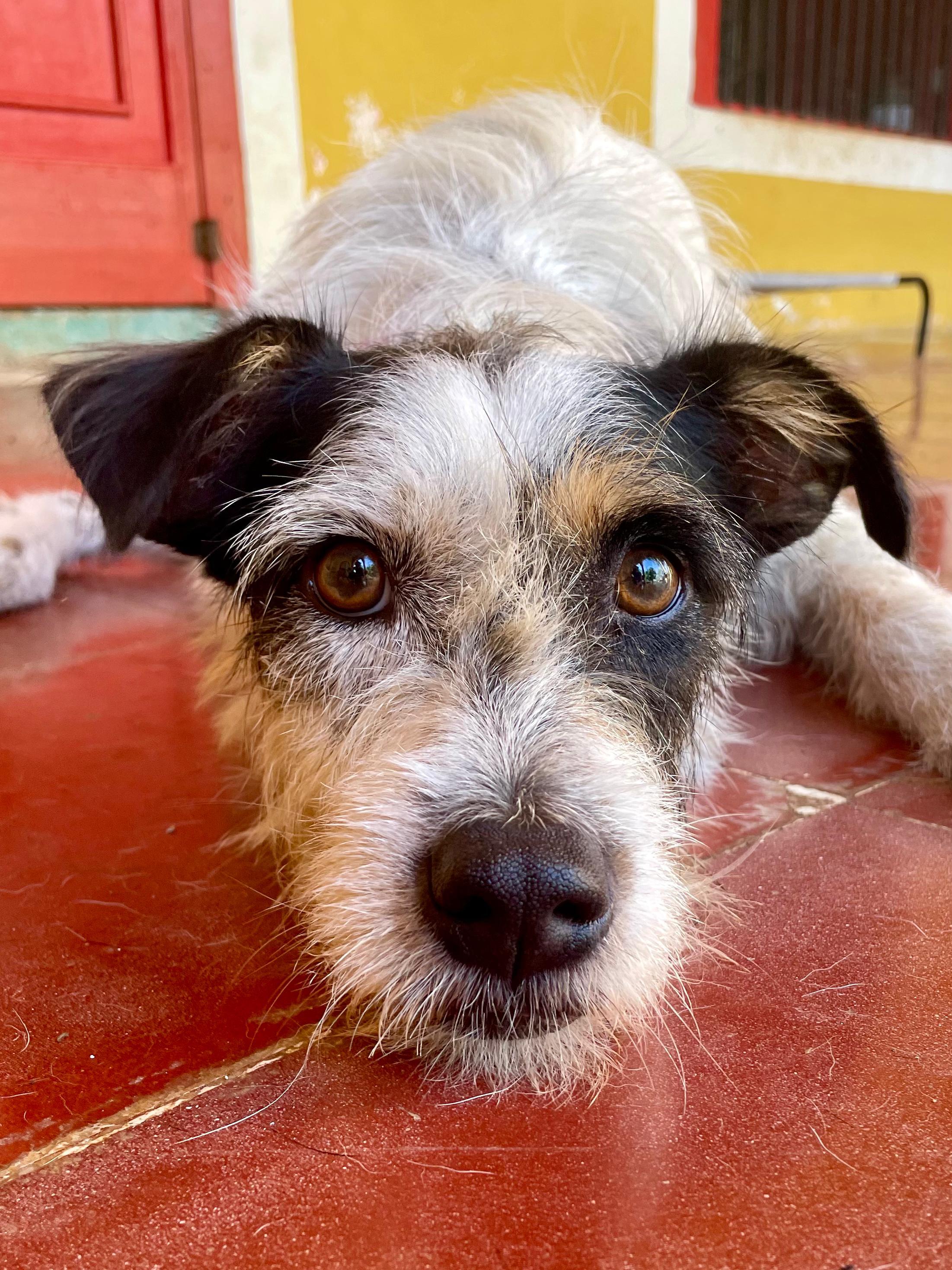 Enlarge Vaquita (Foster-to-Adopt), a ADOPTABLE mixed breed in Mississauga, ON image 3/5