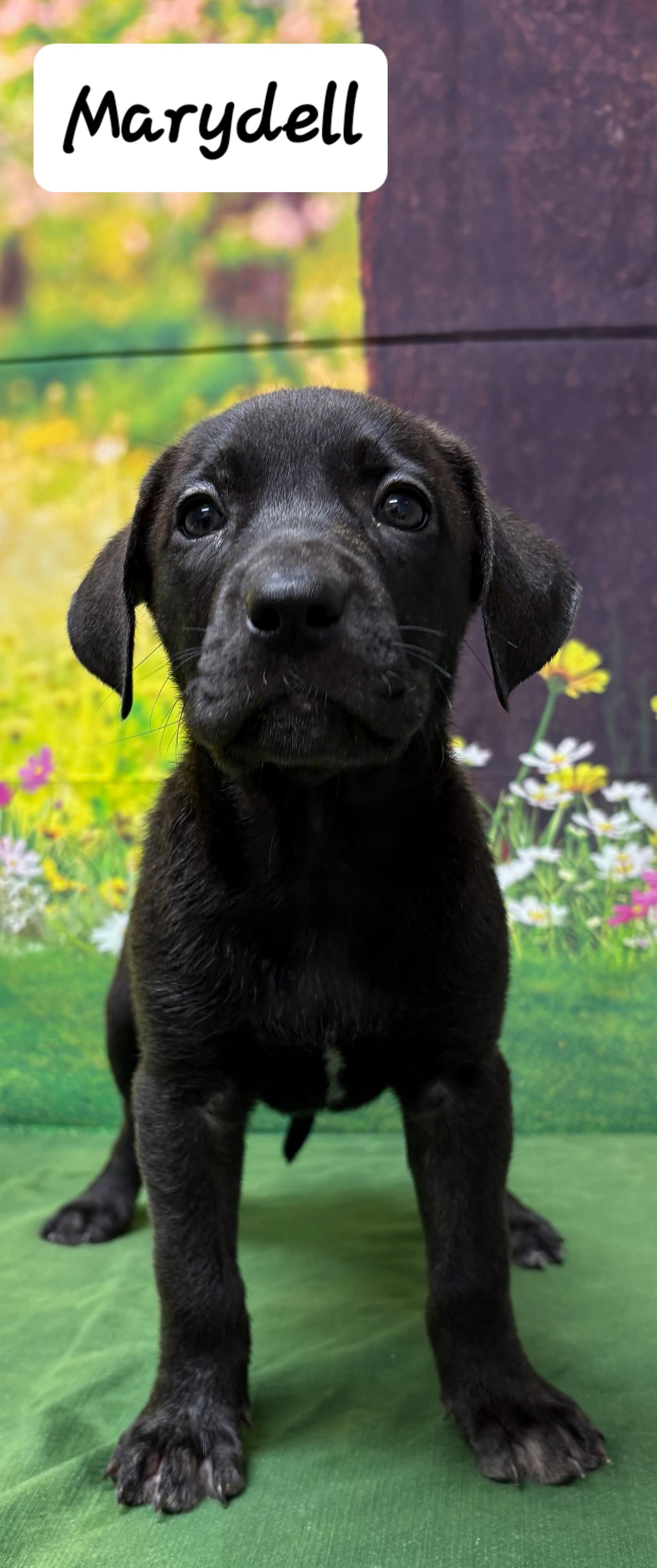 Marydell, Baby Female Labrador Retriever
