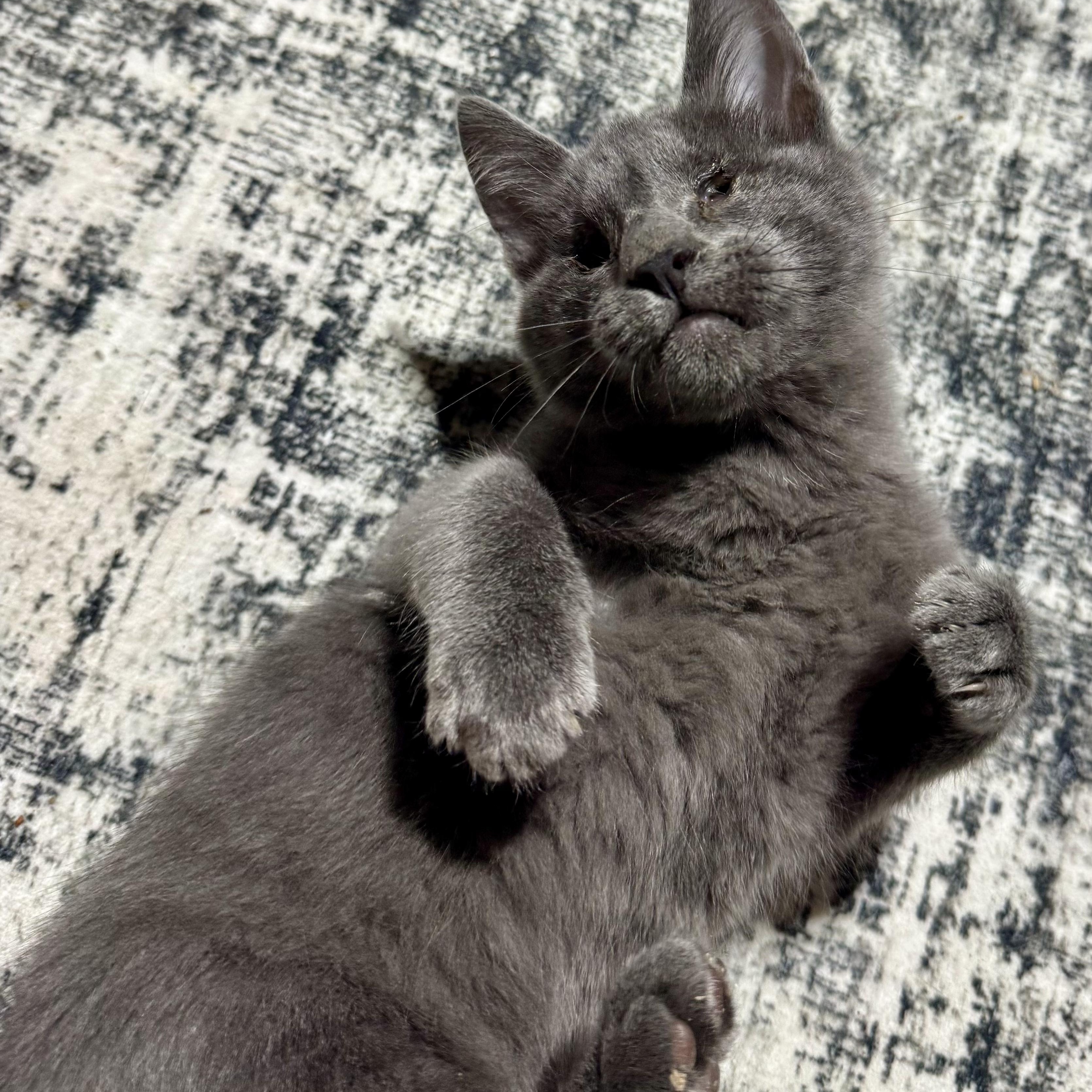 RAY~ Sight Impaired ~ VIDEO!, Adoptable, Kitten Male Domestic Short Hair.