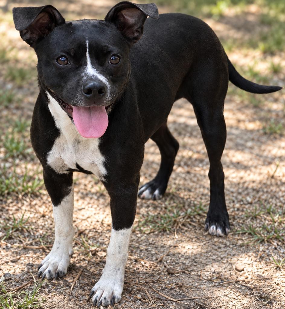 Enlarge Cricket, a Adopted Mixed Breed in Winnsboro, SC image 1/1