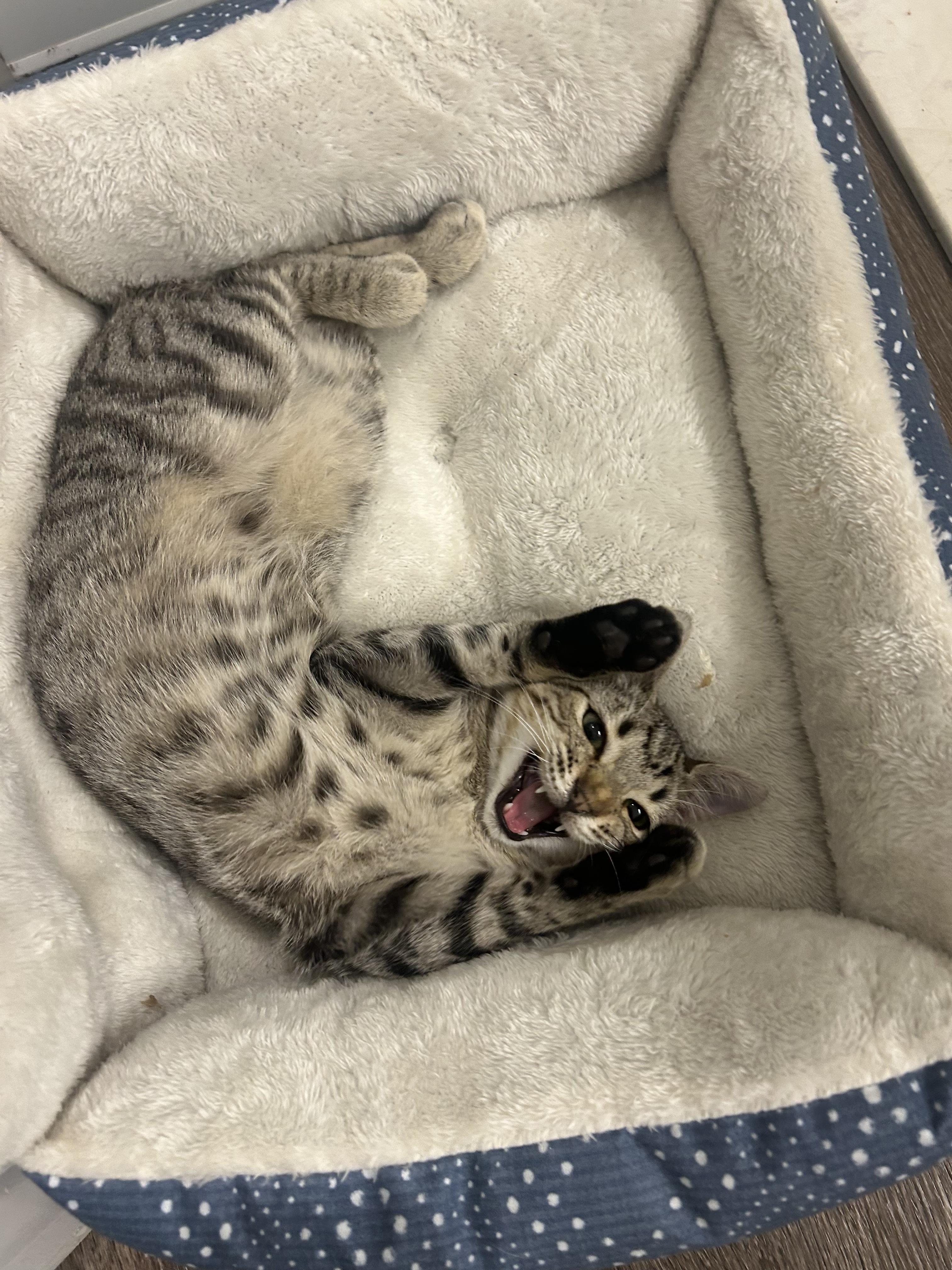 Lucy, Adoptable, Young Male Domestic Short Hair.