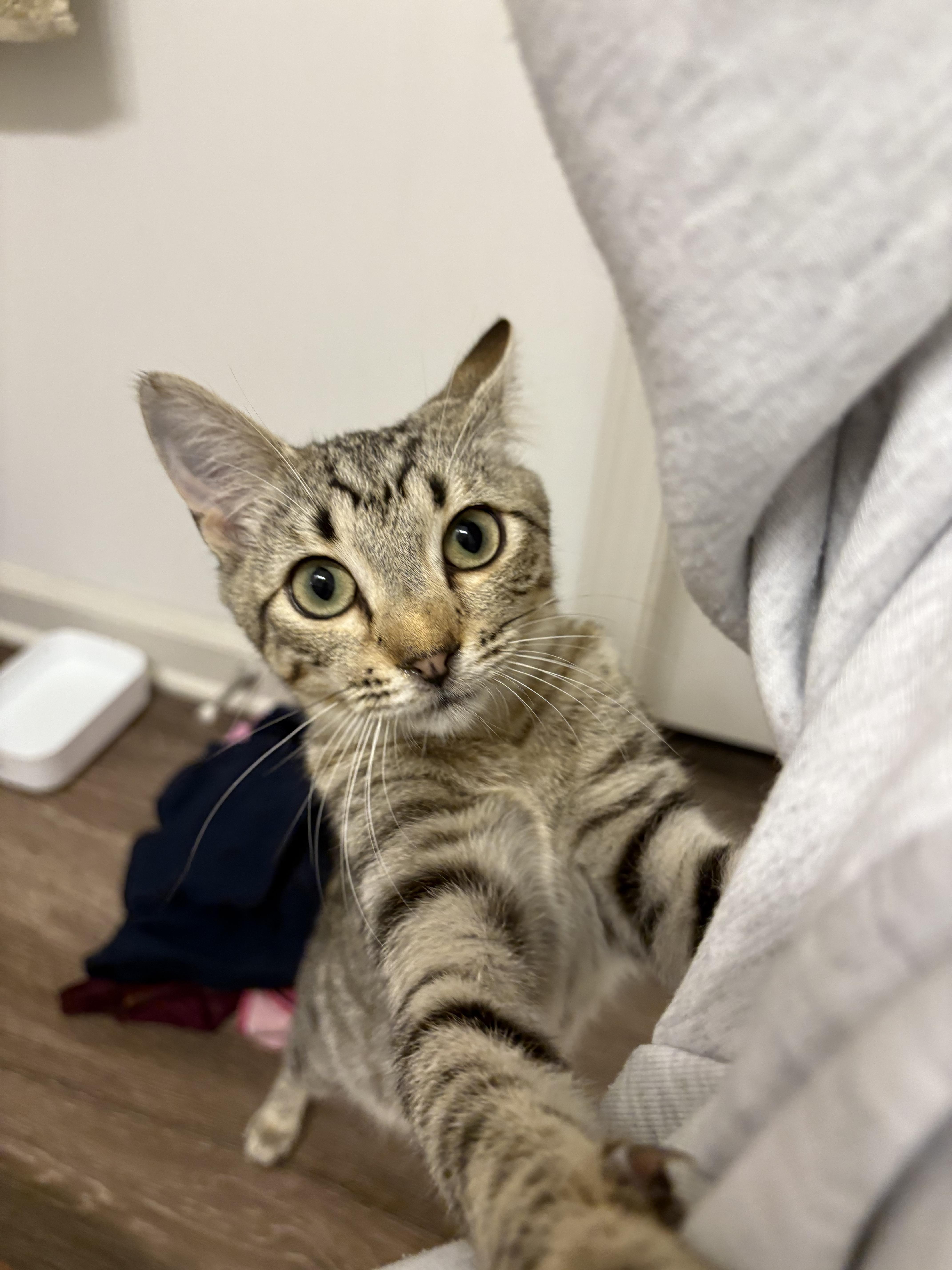 Enlarge Lucy, a Adoptable Domestic Short Hair in Avondale Estates, GA image 3/4