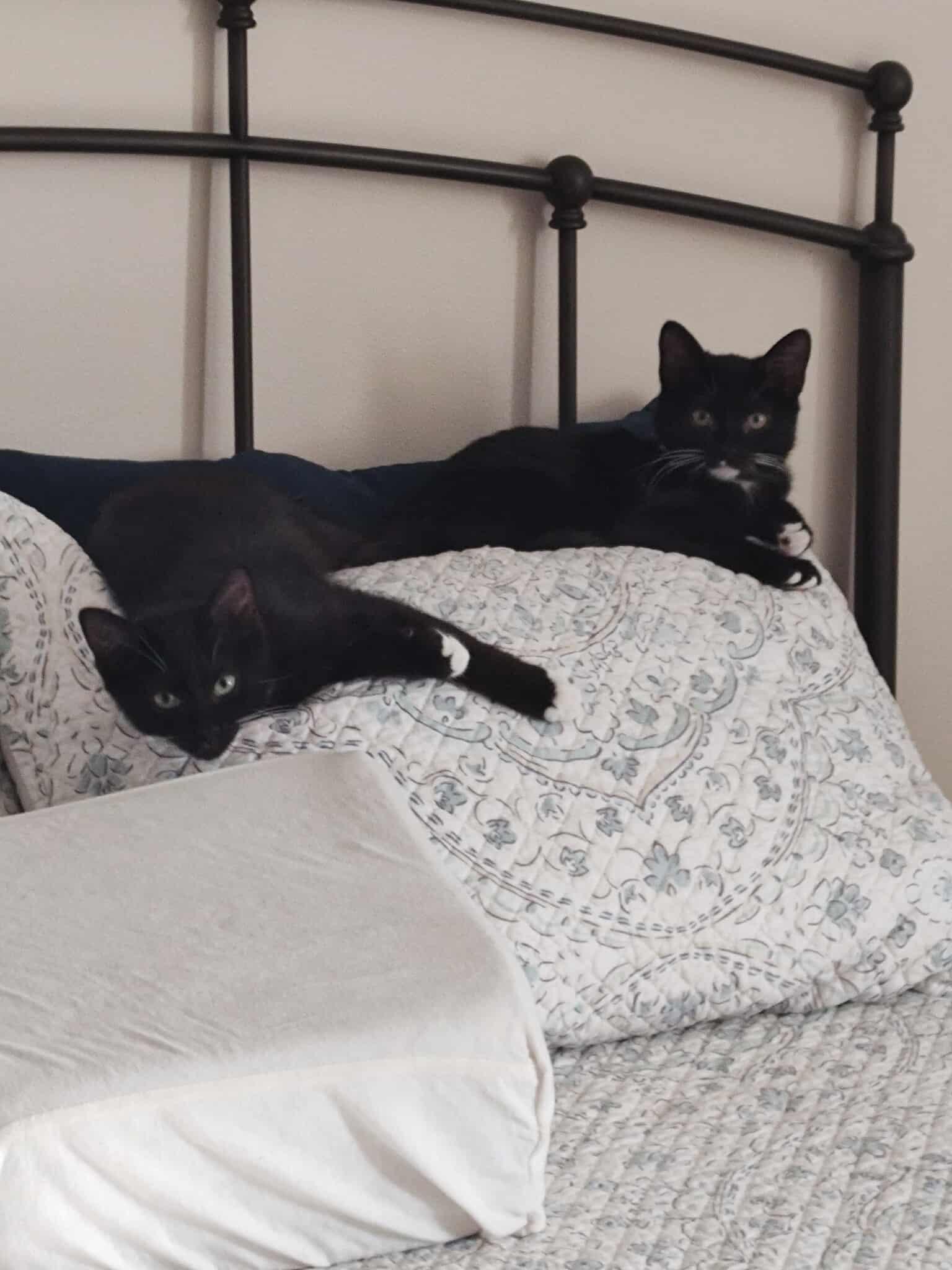 Evie, Adoptable, Kitten Female American Shorthair.