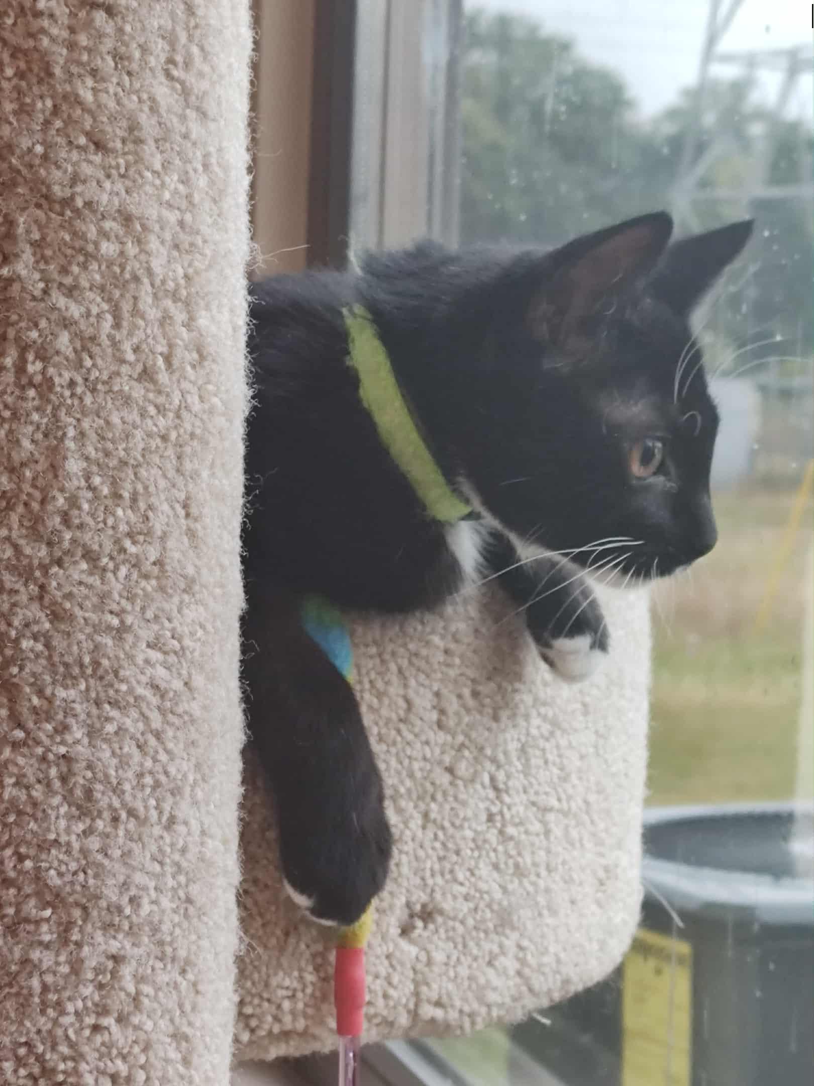 Enlarge Evie, a Adoptable American Shorthair in Blue Bell, PA image 2/5