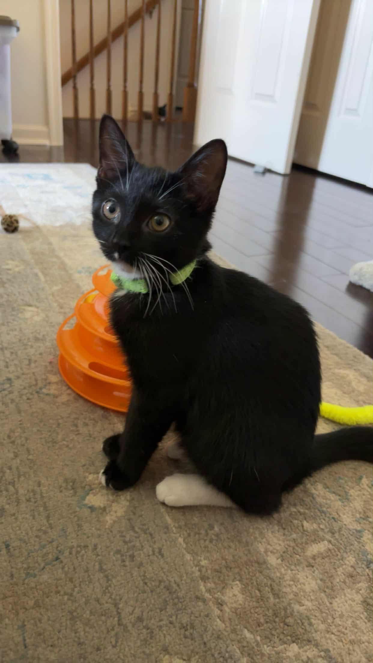 Enlarge Evie, a Adoptable American Shorthair in Blue Bell, PA image 4/5