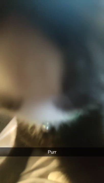 Enlarge Evie, a Adoptable American Shorthair in Blue Bell, PA video 5/5