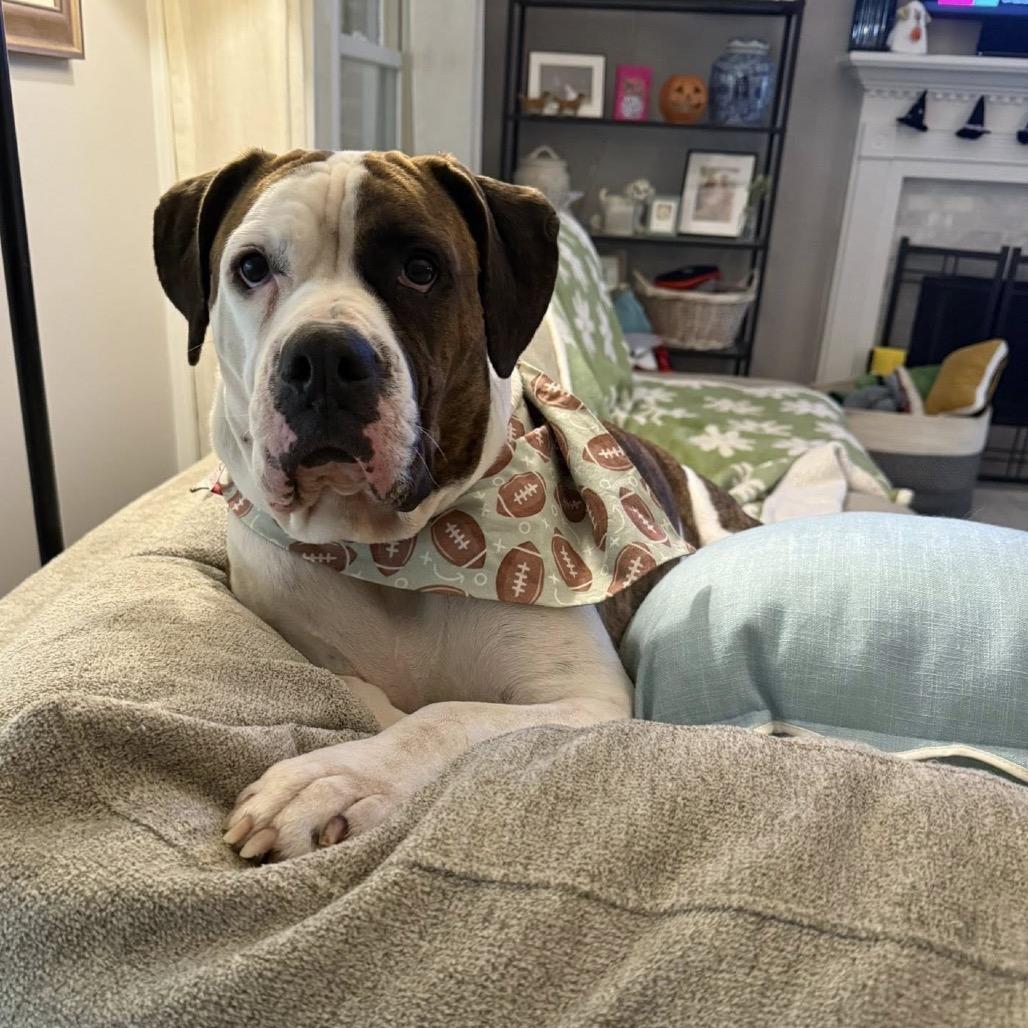 Janie (Adoption Fee - Sponsored!)In Foster, Adoptable, Adult Female Mixed Breed.