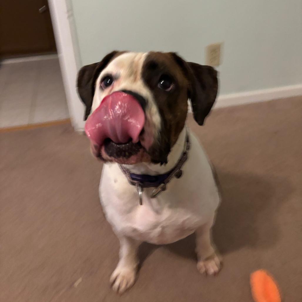 Enlarge Janie (Adoption Fee - Sponsored!)In Foster, a Adoptable Mixed Breed in Alabaster, AL image 2/6