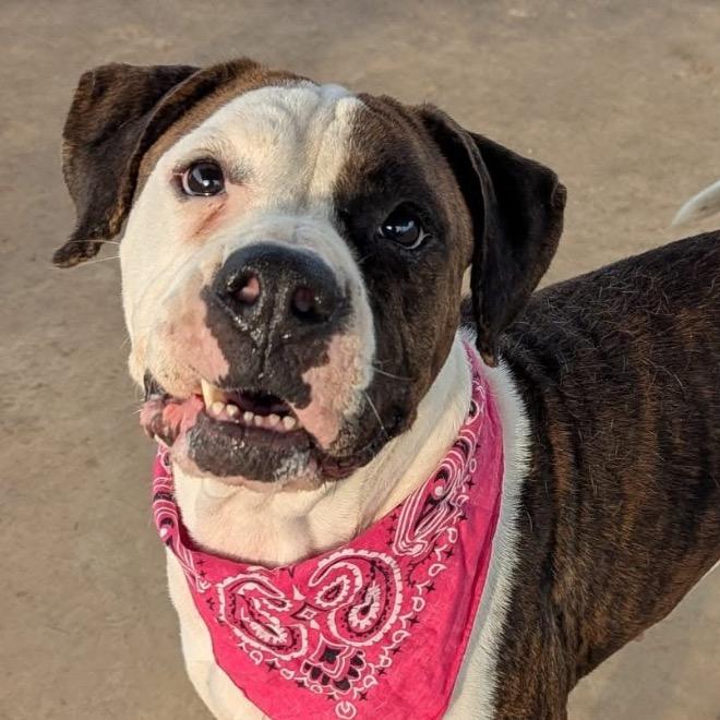 Enlarge Janie (Adoption Fee - Sponsored!)In Foster, a Adoptable Mixed Breed in Alabaster, AL image 3/6