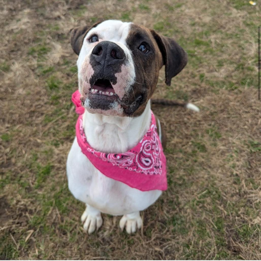 Enlarge Janie (Adoption Fee - Sponsored!)In Foster, a Adoptable Mixed Breed in Alabaster, AL image 4/6