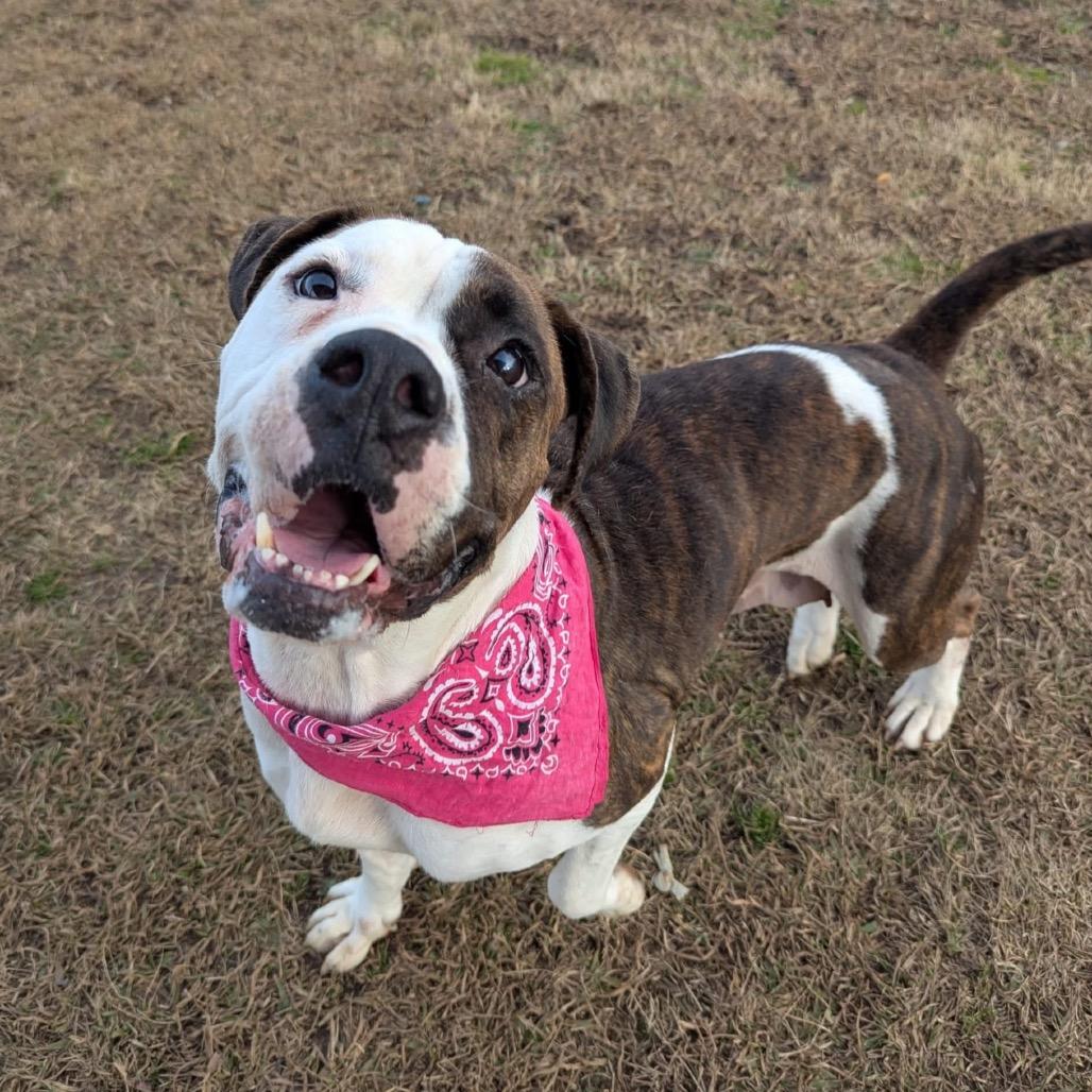 Enlarge Janie (Adoption Fee - Sponsored!)In Foster, a Adoptable Mixed Breed in Alabaster, AL image 5/6