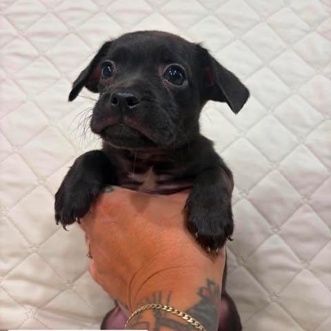 Knox, Adoptable, Puppy Male Chihuahua & Mixed Breed.