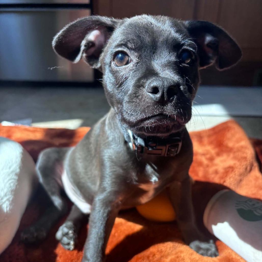 Enlarge Knox, a Adoptable mixed breed in Alma, WI image 3/6