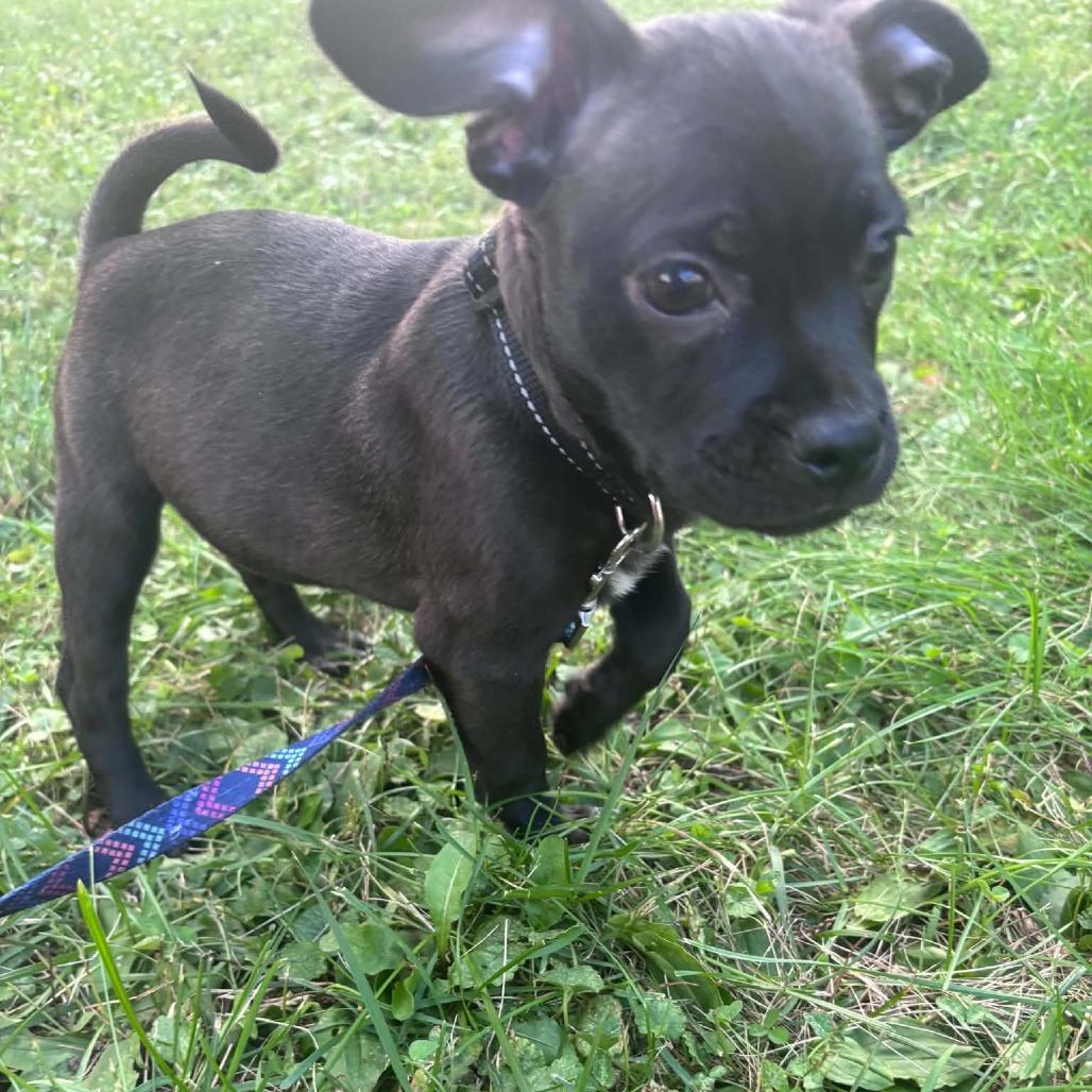 Enlarge Knox, a Adoptable mixed breed in Alma, WI image 4/6