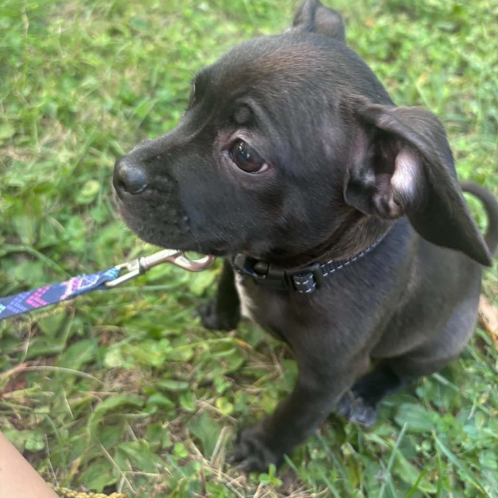 Enlarge Knox, a Adoptable mixed breed in Alma, WI image 5/6