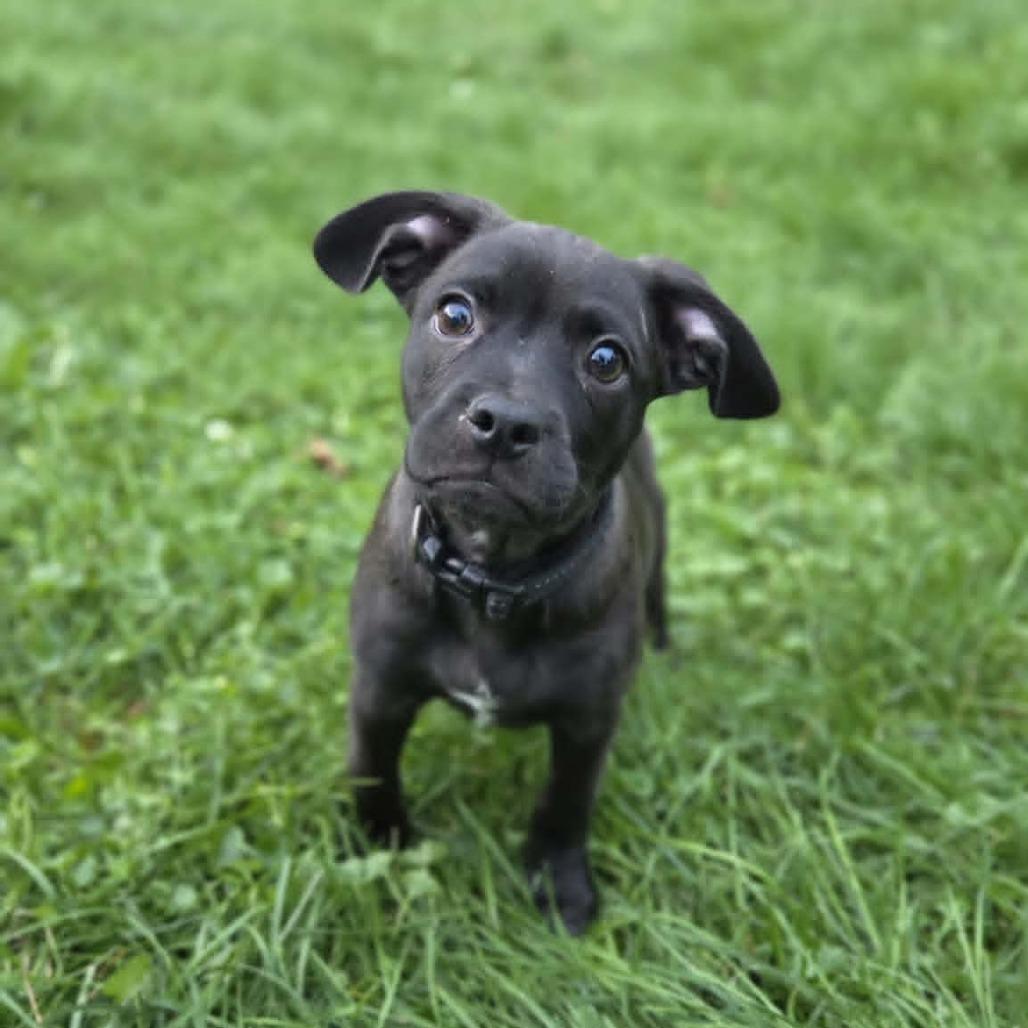 Enlarge Knox, a Adoptable mixed breed in Alma, WI image 6/6