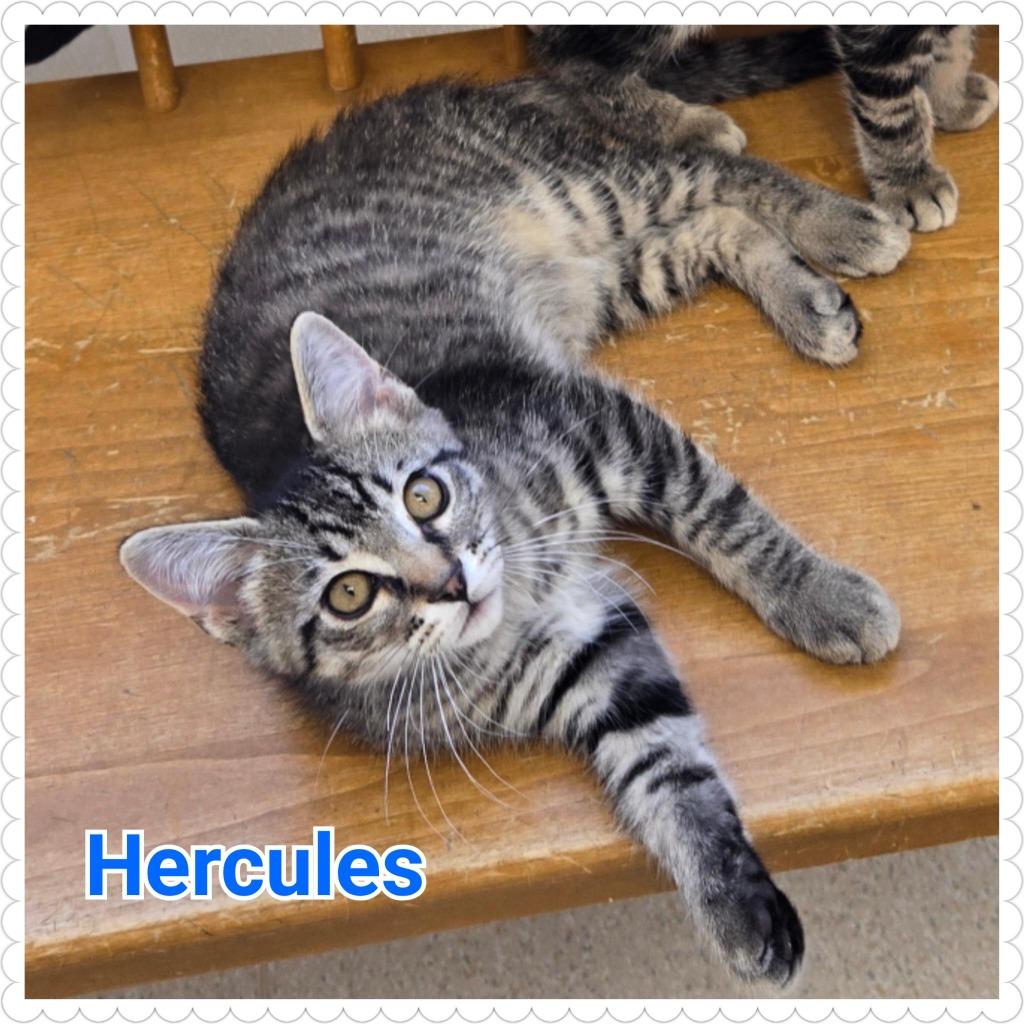 Enlarge Hercules, a Adopted mixed breed in North Saint Paul, MN image 1/1