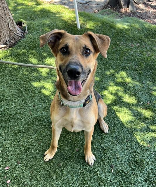 Enlarge Skeeter, a ADOPTABLE mixed breed in Phoenix, OR image 2/6
