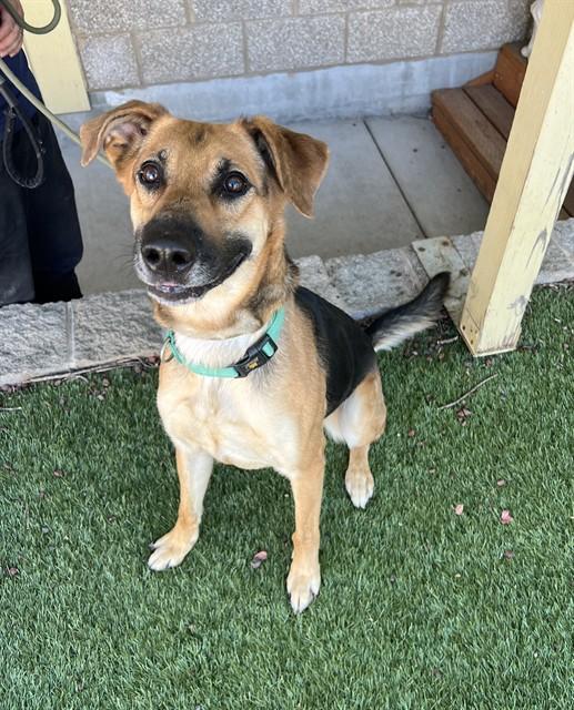 Enlarge Skeeter, a ADOPTABLE mixed breed in Phoenix, OR image 4/6