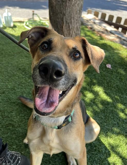 Enlarge Skeeter, a ADOPTABLE mixed breed in Phoenix, OR image 1/6