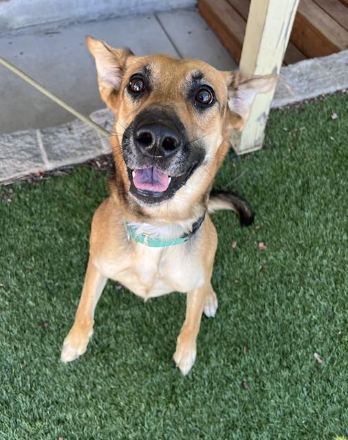 Enlarge Skeeter, a ADOPTABLE mixed breed in Phoenix, OR image 5/6