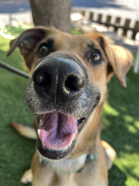 Enlarge Skeeter, a ADOPTABLE mixed breed in Phoenix, OR image 6/6