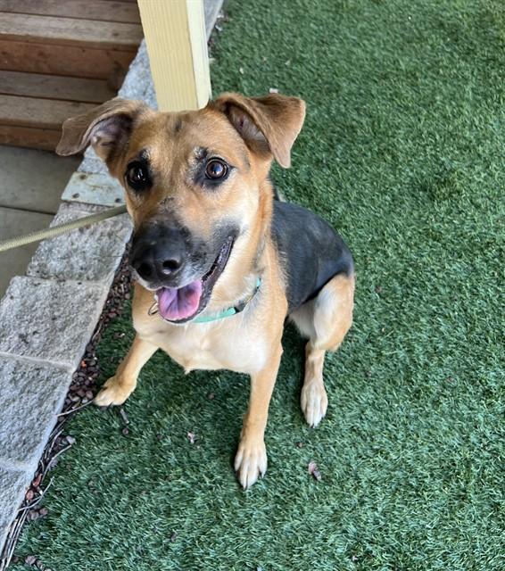 Enlarge Skeeter, a ADOPTABLE mixed breed in Phoenix, OR image 3/6