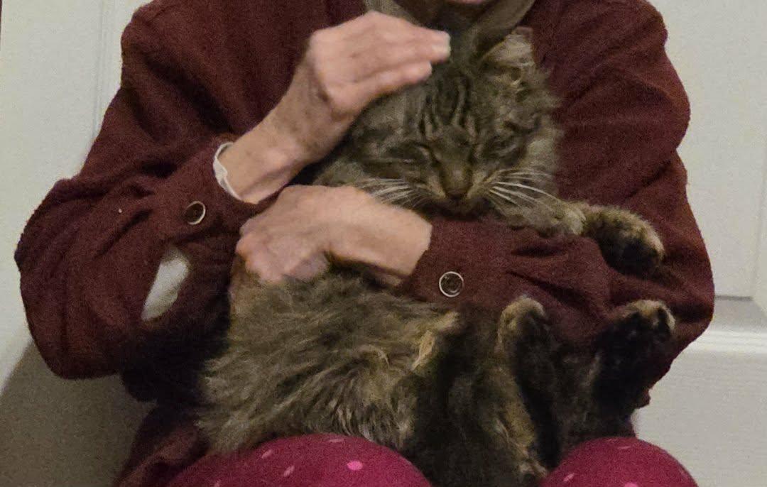 Mihai, Adoptable, Adult Male Maine Coon.