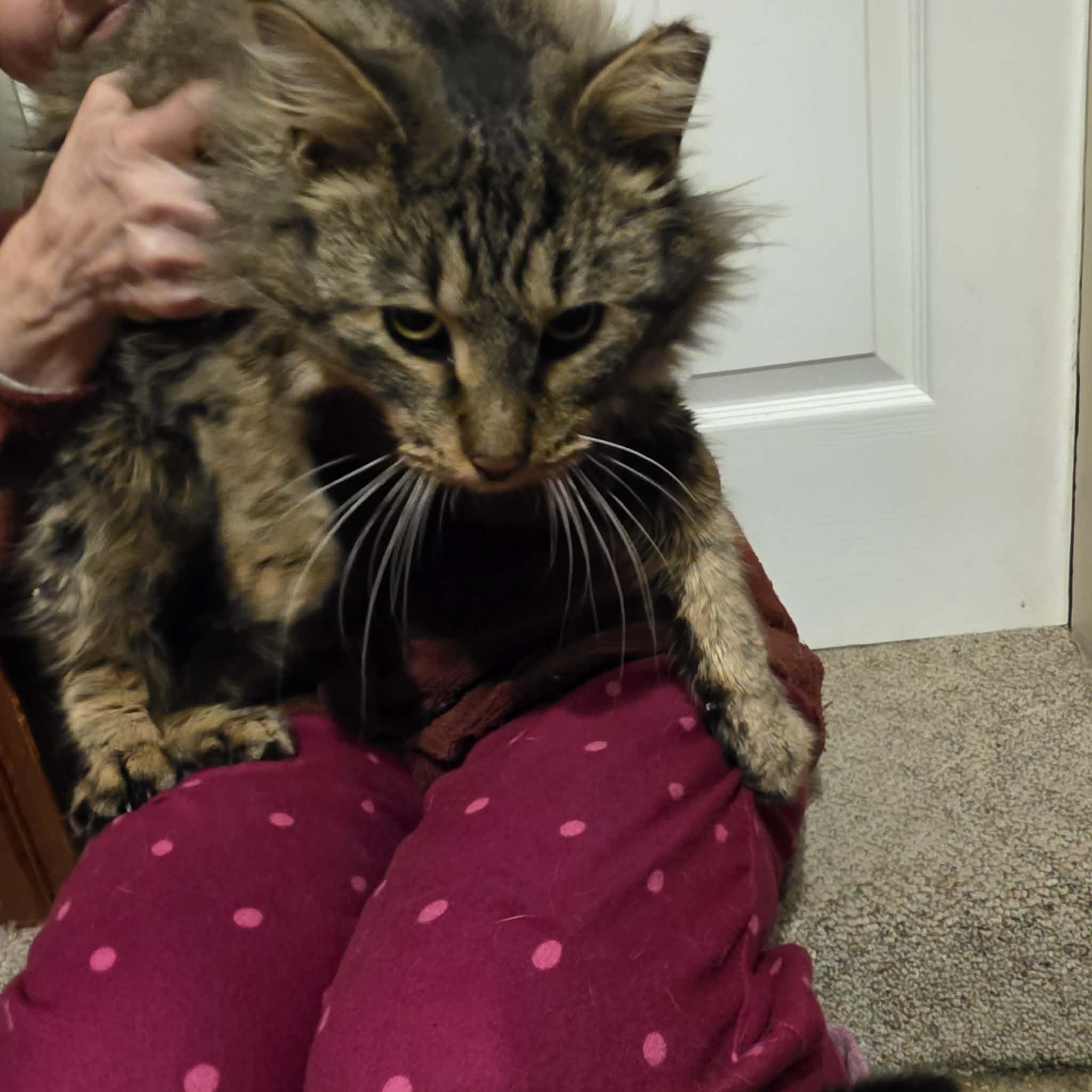 Enlarge Mihai, a Adoptable mixed breed in Chicago, IL image 3/5