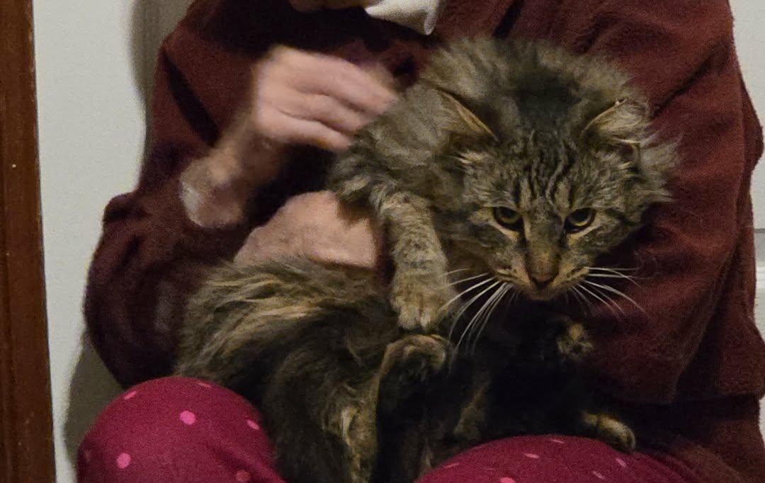 Enlarge Mihai, a Adoptable mixed breed in Chicago, IL image 2/5