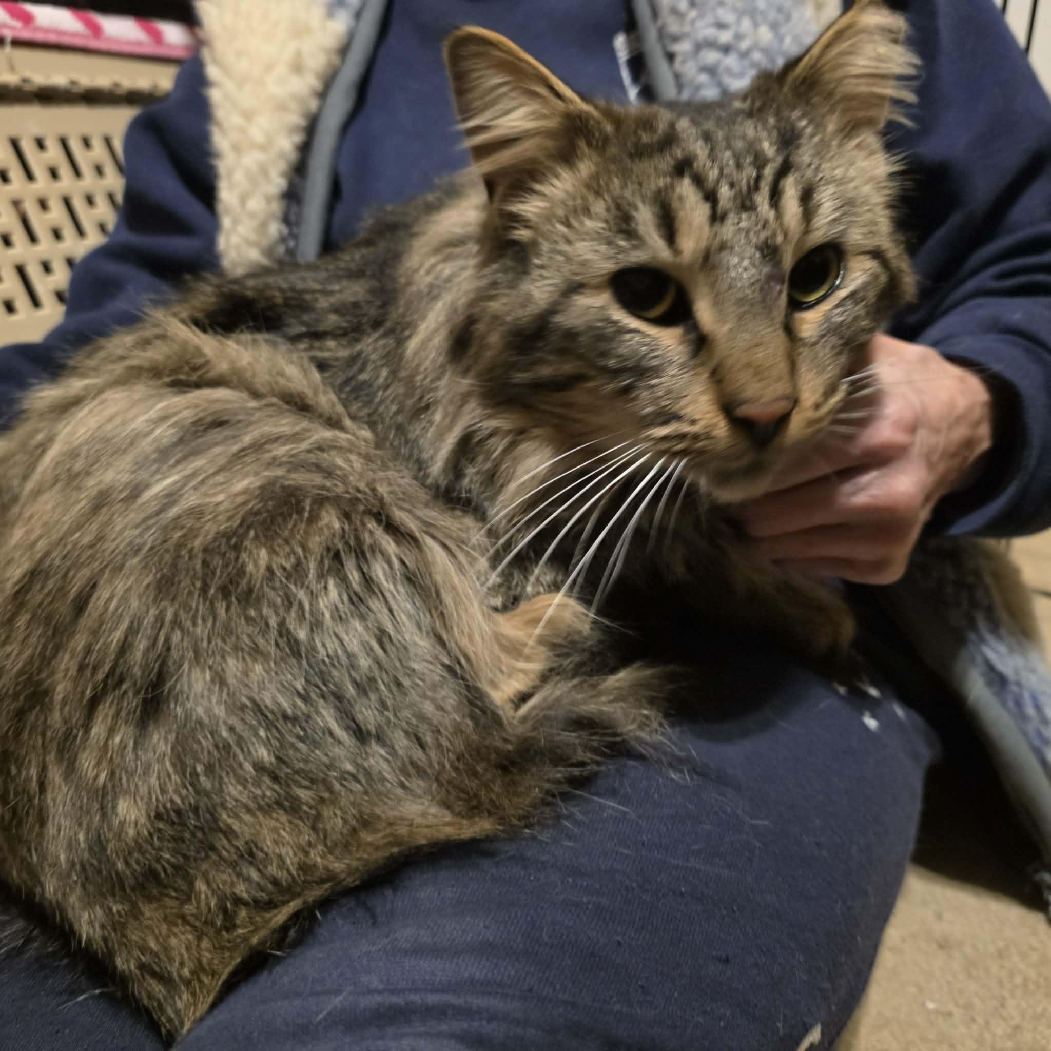 Enlarge Mihai, a Adoptable mixed breed in Chicago, IL image 5/5