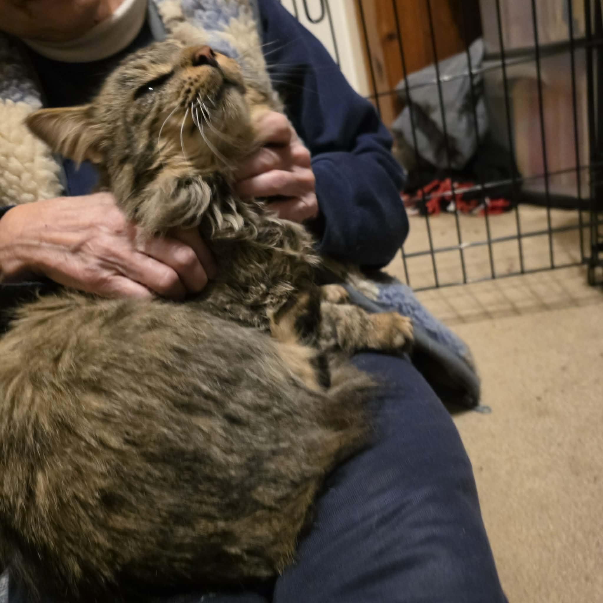 Enlarge Mihai, a Adoptable mixed breed in Chicago, IL image 4/5