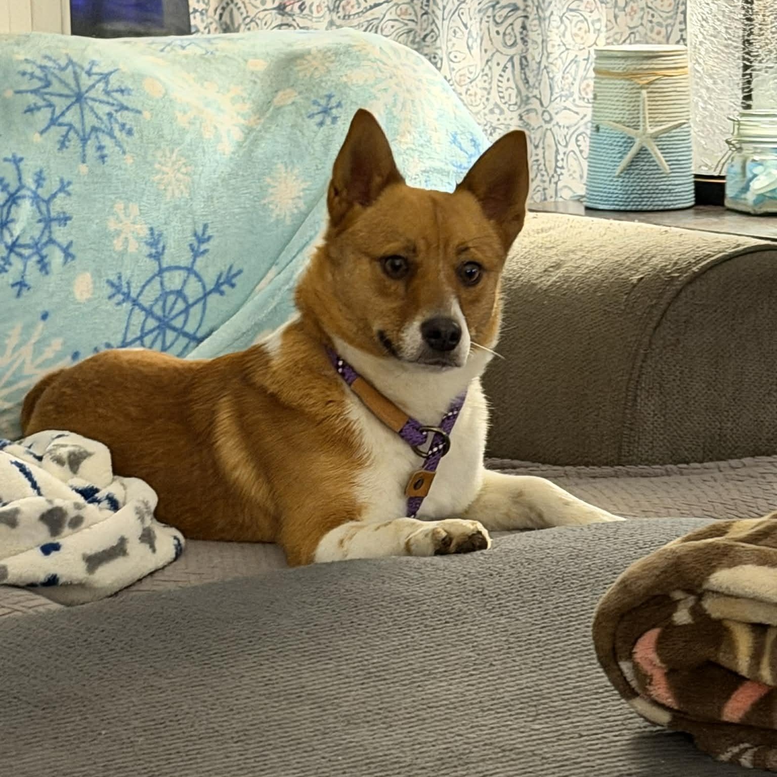 Enlarge Charlie, a ADOPTABLE mixed breed in Sunderland, MD image 1/6