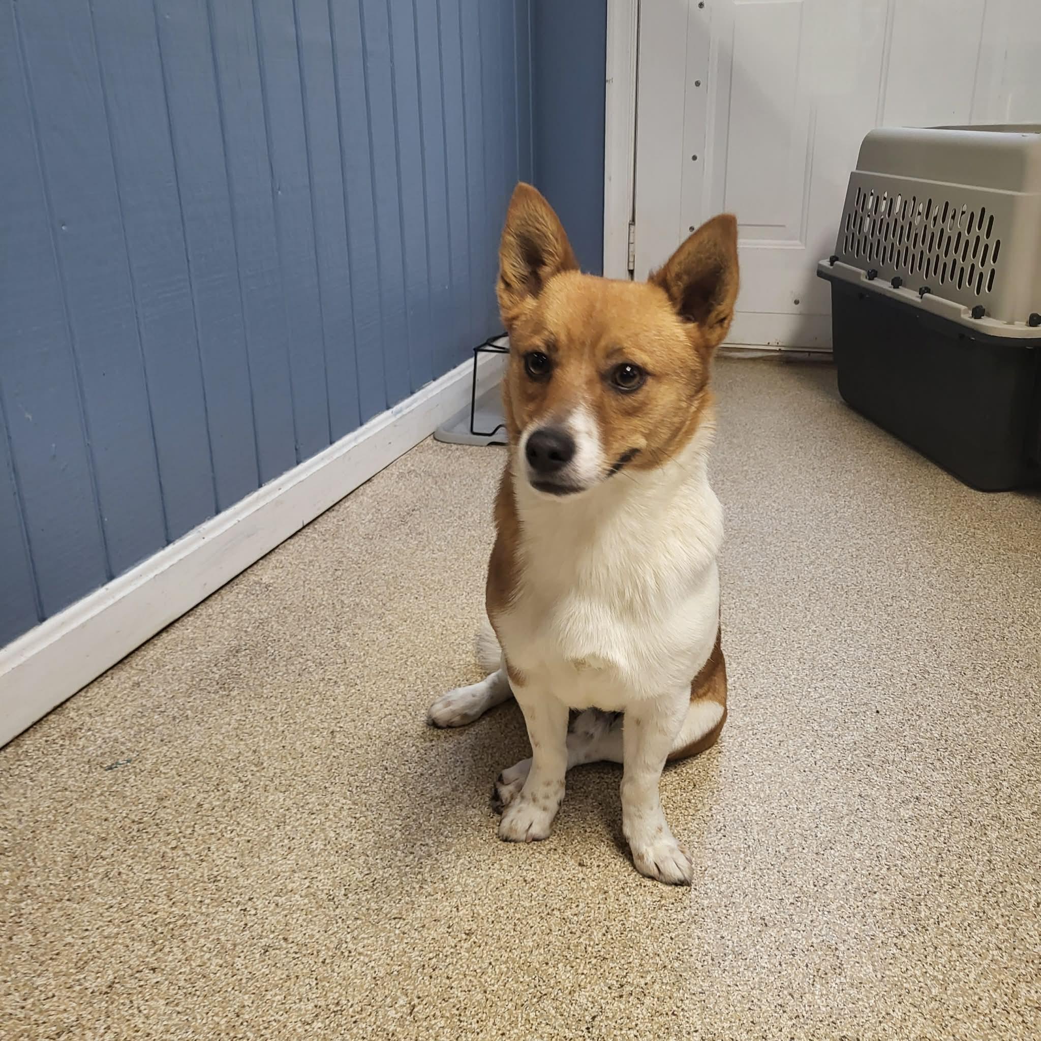 Enlarge Charlie, a ADOPTABLE mixed breed in Sunderland, MD image 2/4