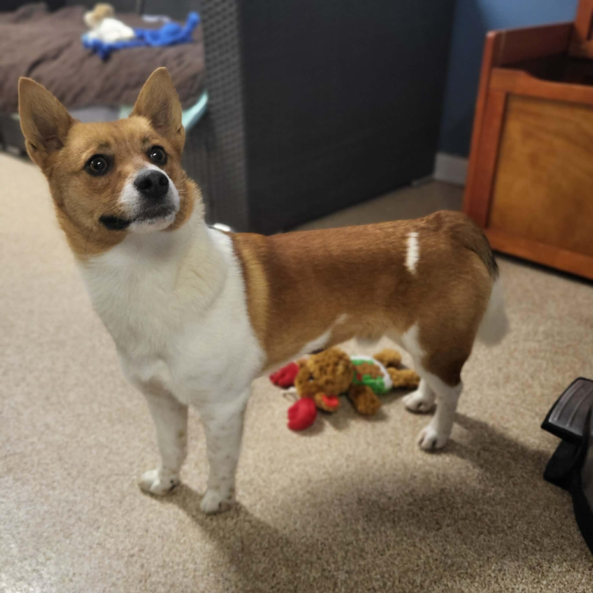 Enlarge Charlie, a ADOPTABLE mixed breed in Sunderland, MD image 1/4