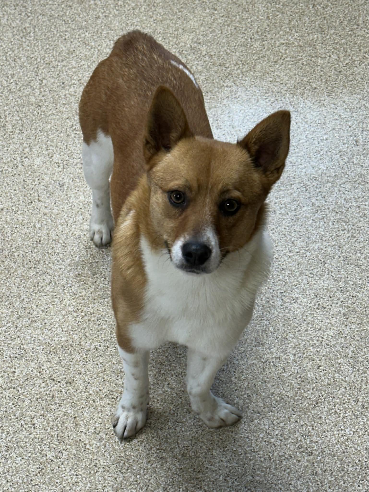 Enlarge Charlie, a ADOPTABLE mixed breed in Sunderland, MD image 3/4