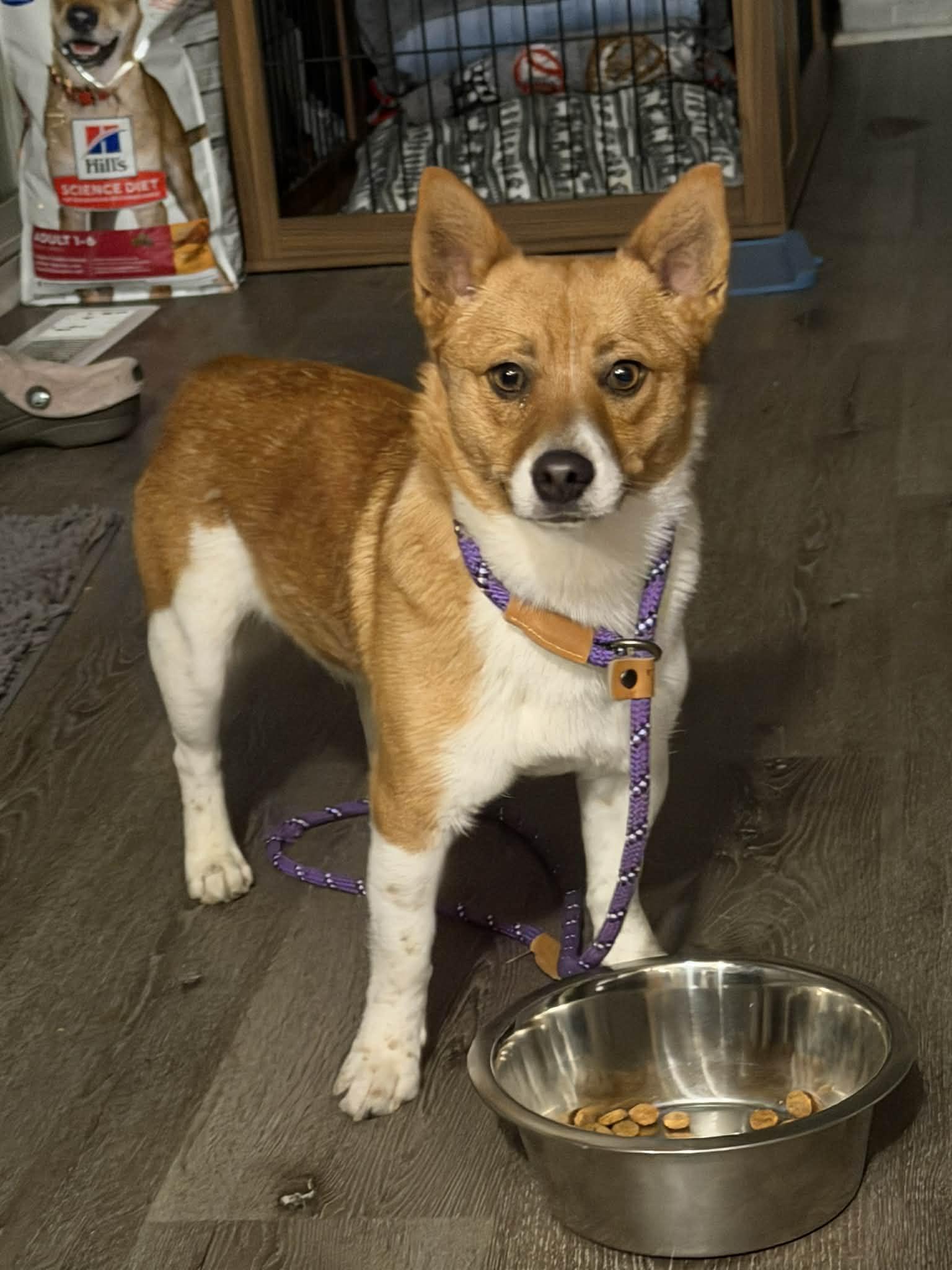 Enlarge Charlie, a ADOPTABLE mixed breed in Sunderland, MD image 6/6