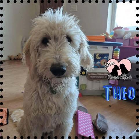 Theo, adopted, Puppy Male Retriever.