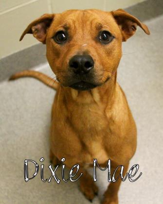 Dixie, Adoptable, Adult Female Black Mouth Cur & Mixed Breed.