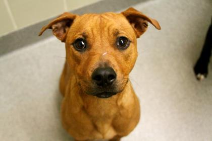 Enlarge Dixie, a Adoptable mixed breed in Gulfport, MS image 2/3