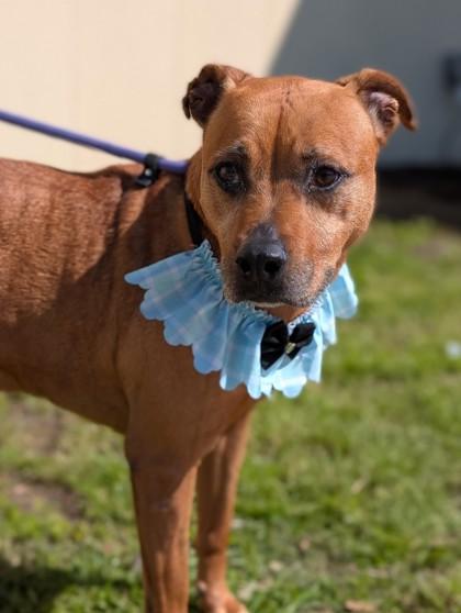 Enlarge Dixie, a Adoptable mixed breed in Gulfport, MS image 3/3