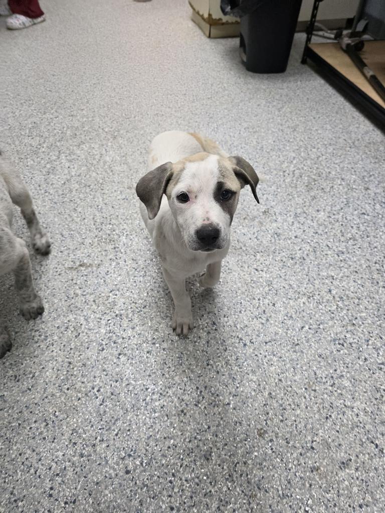 pinto, Adoptable, Puppy Female Cattle Dog & Anatolian Shepherd.