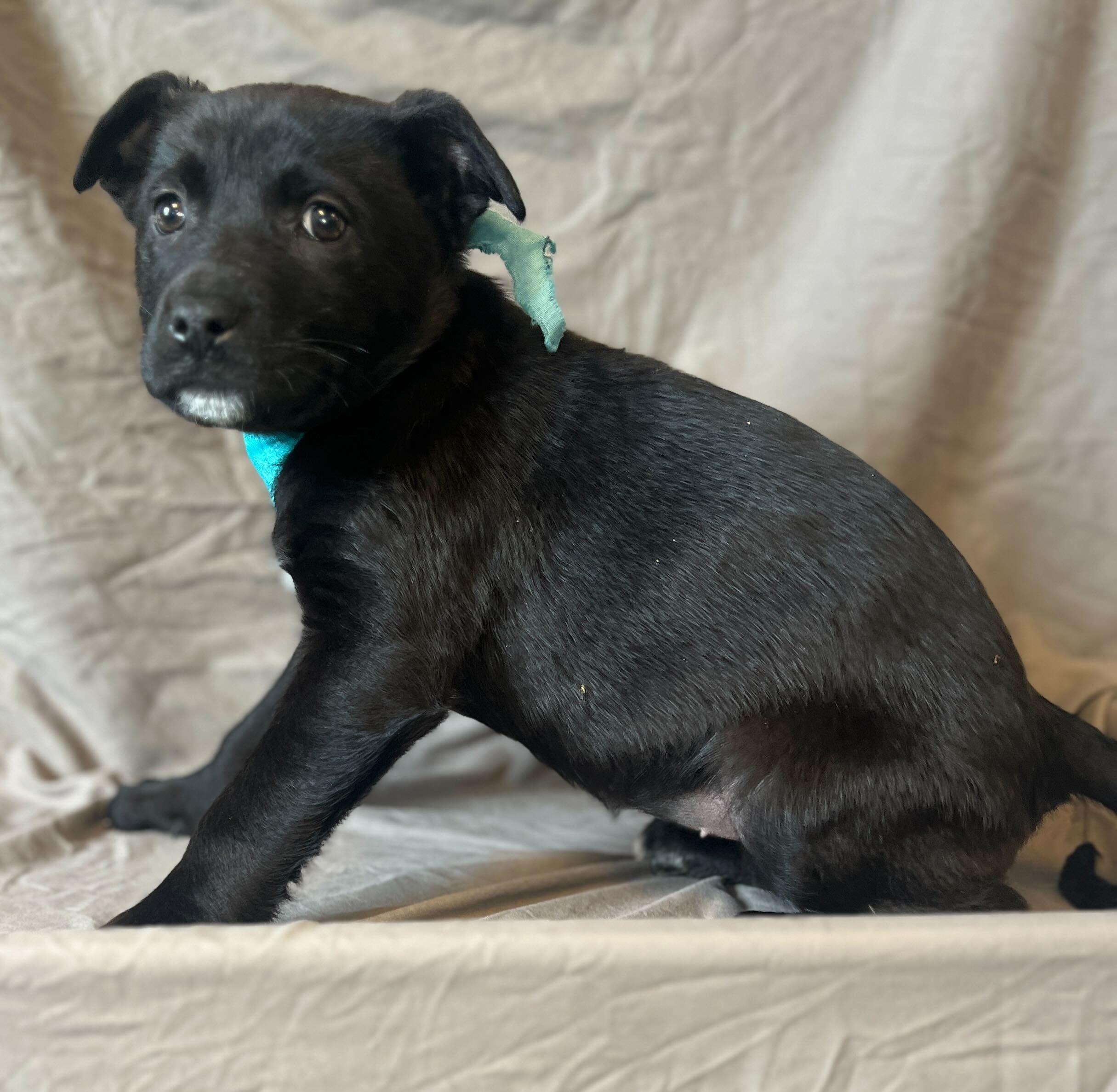 Amore, adoptable, Puppy Female Mixed Breed.