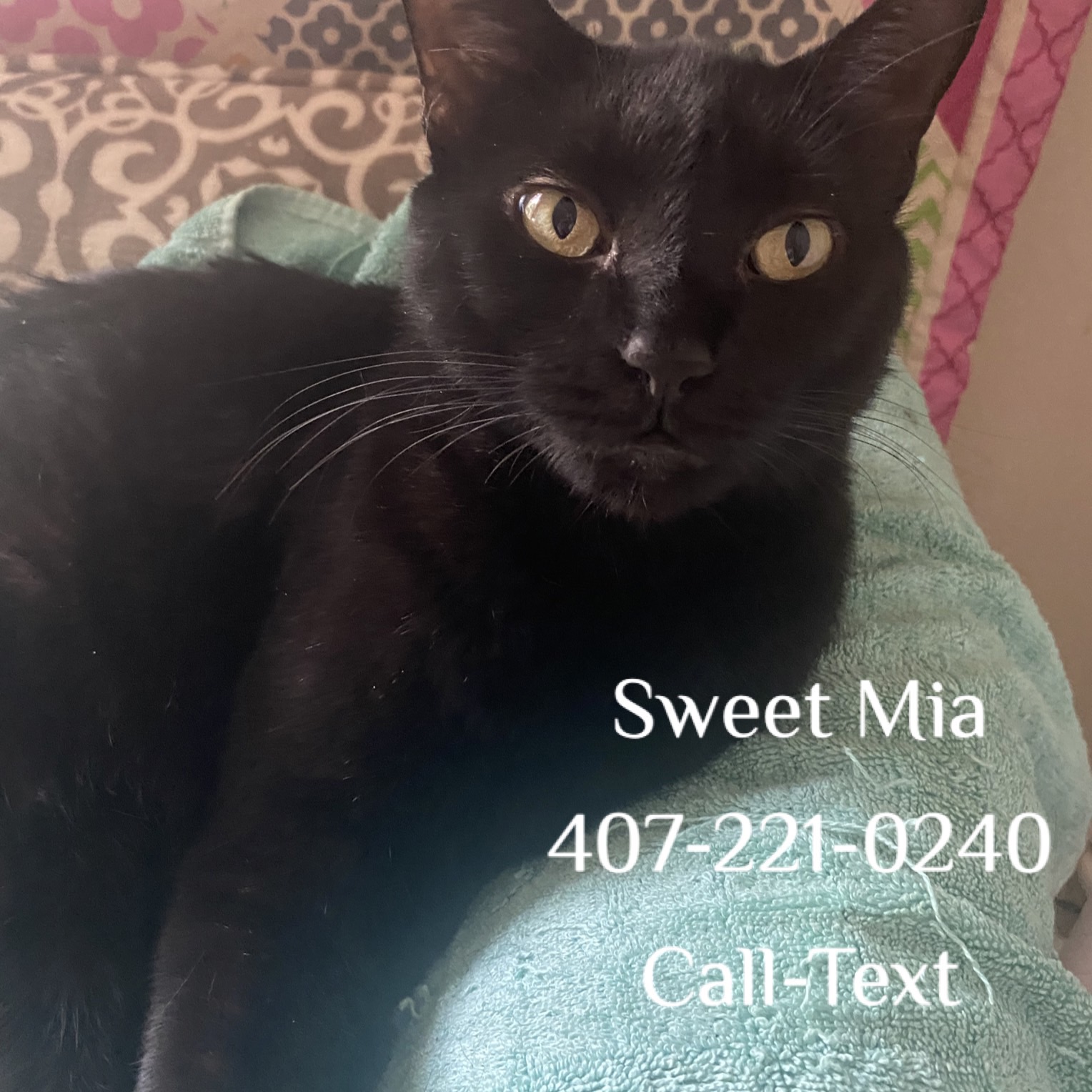 Mia sweet independent young  Text or call 407-221-0240